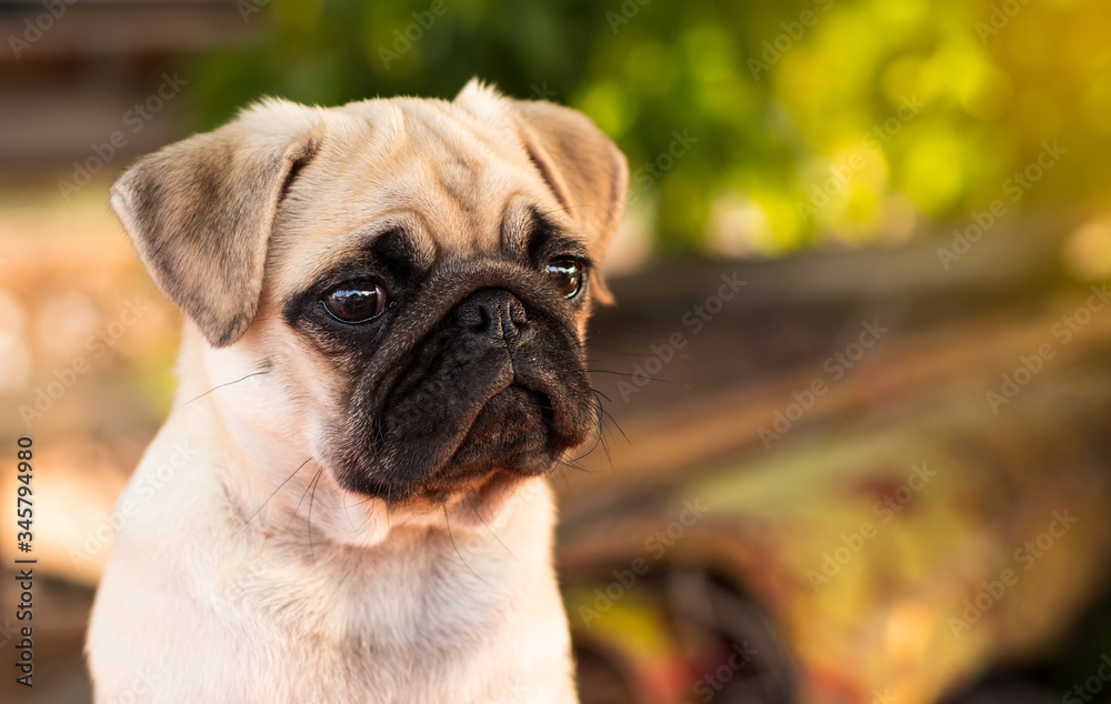 Pug puppy with funny crumpled face. Pug puppy with funny crumpled face.