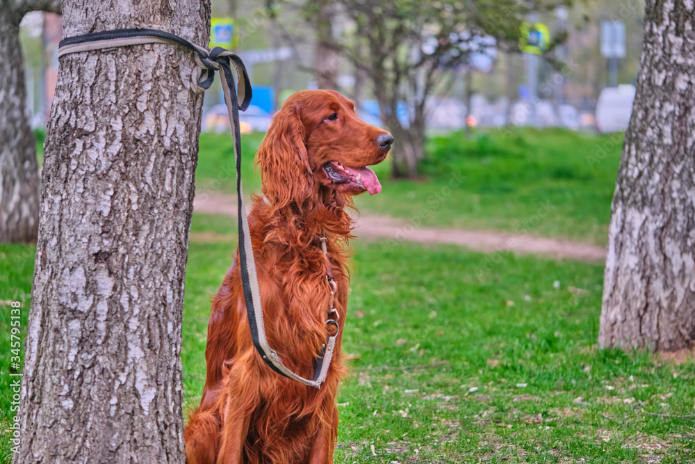Obraz premium Irish Setter waits for host sits by a tree on a leash color