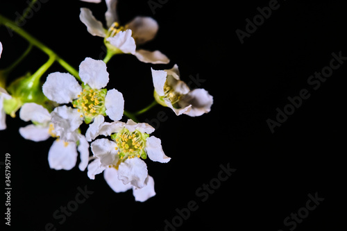 cherry tree flowers on a black macro background low light