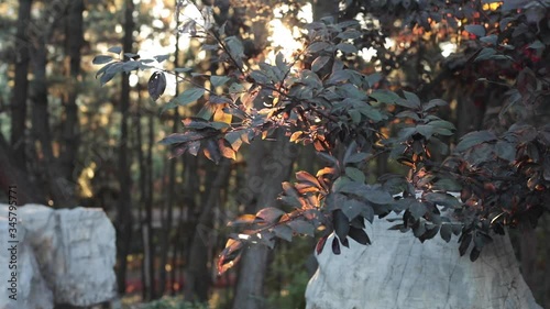 Early sunny morning in the park
