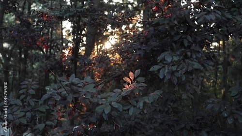 Early sunny morning in the park