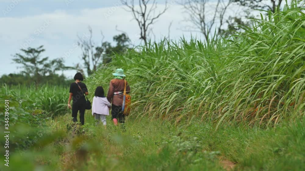 Farmers walking in their sugar cane fields, nature and agriculture concepts. Farmers walking in their sugar cane fields, nature and agriculture concepts.