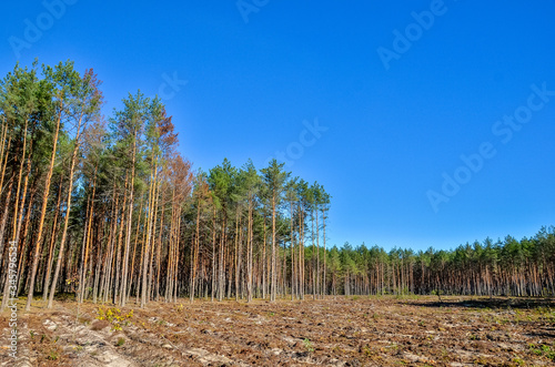 Deforestation is ecological problem. Edge of the forest with tree stumps