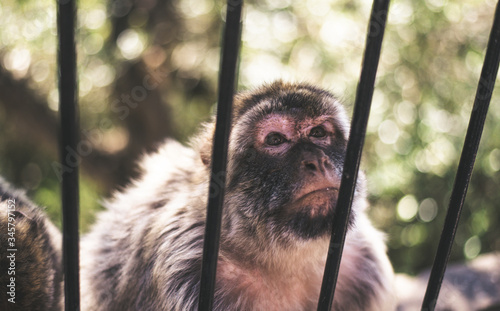 Monkey In Gibraltar photo