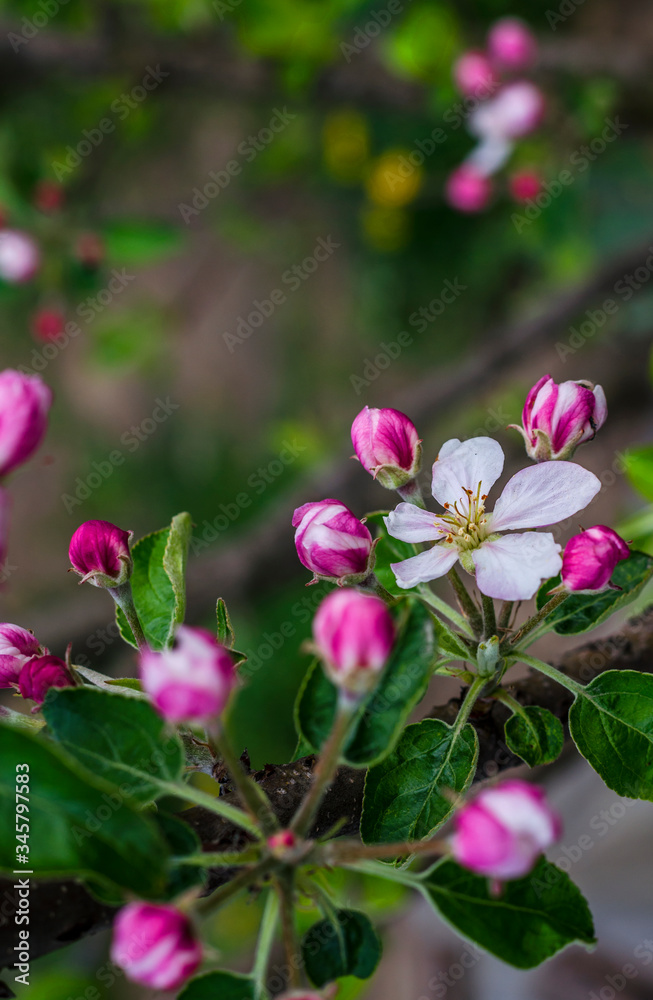 Apple tree flowers on a branch Apple tree flowers on a branch
