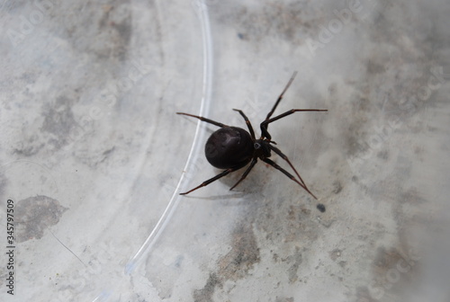 Black Spider in Glass Jar