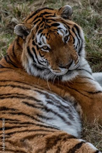Tiger photographed in South Africa. Picture made in 2019.