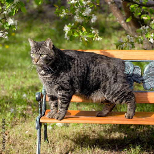 Manx Cat standing on wooden bench in garden. photo