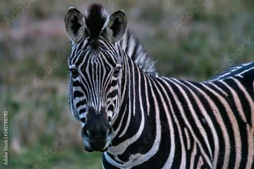Plains zebra photographed in South Africa. Picture made in 2019.