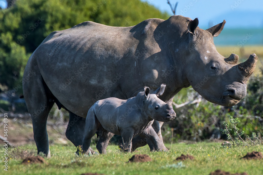 White rhinoceros photographed in South Africa. Picture made in 2019. White rhinoceros photographed in South Africa. Picture made in 2019.