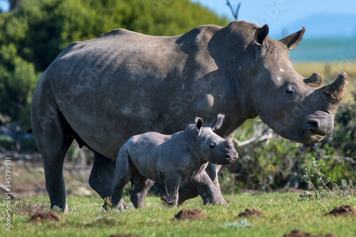 White rhinoceros photographed in South Africa. Picture made in 2019.