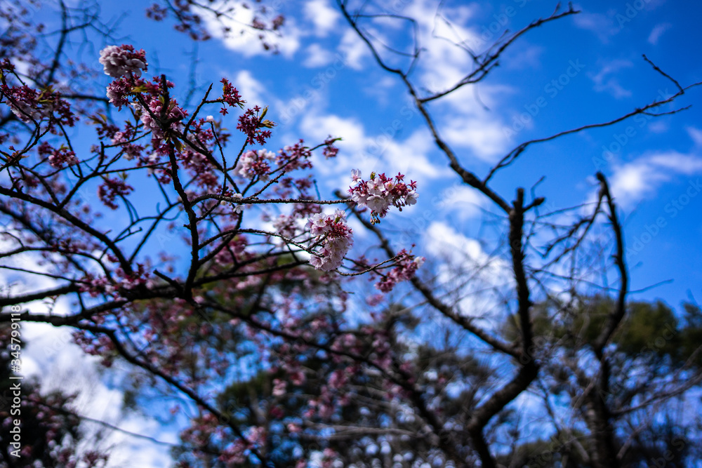 Cherry blossom in Japan. Photo taken in Ueno Park. Tokyo, Japan Cherry blossom in Japan. Photo taken in Ueno Park. Tokyo, Japan