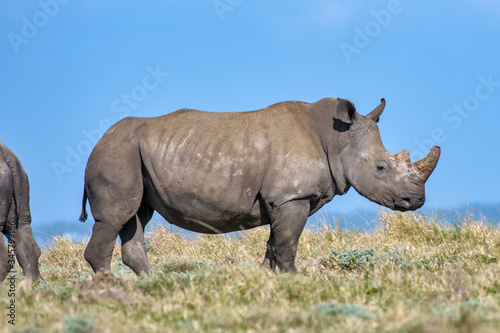 White rhinoceros photographed in South Africa. Picture made in 2019.