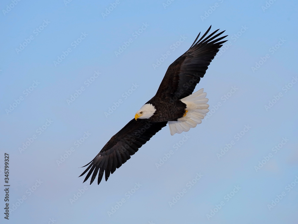 bald eagle in flight on blue sky. bald eagle in flight on blue sky.