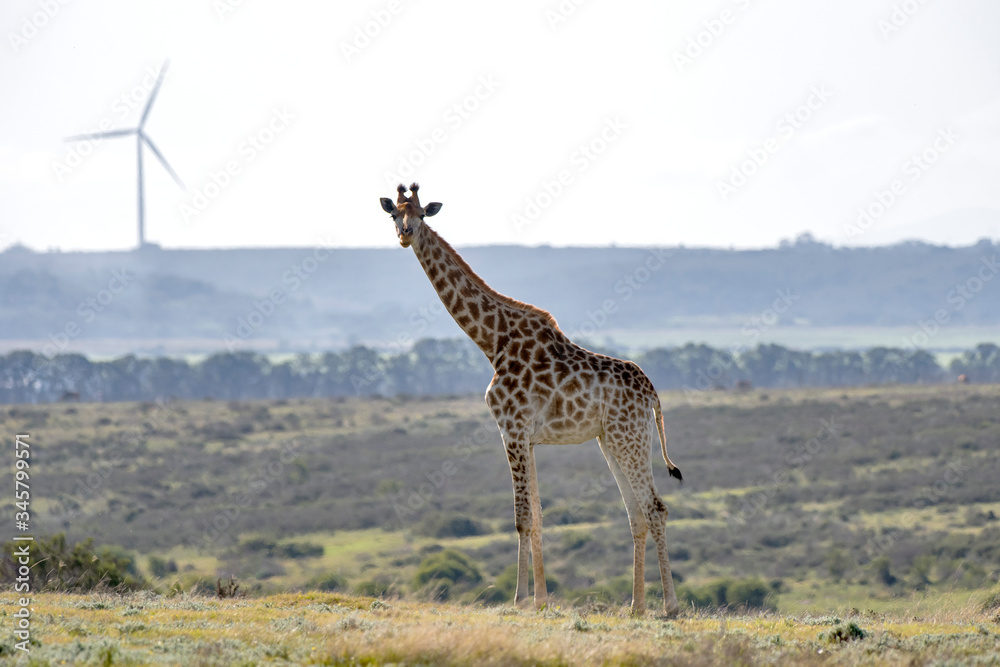Fototapeta premium Northern giraffe photographed in South Africa. Picture made in 2019.