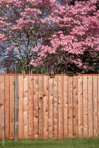 Cedar fence and flowering tree Gresham Oregon.