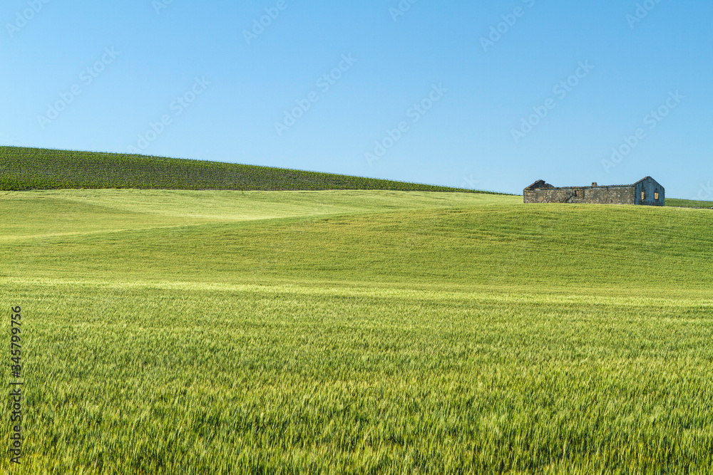 green ear of wheat growing in landscape with house ruins green ear of wheat growing in landscape with house ruins