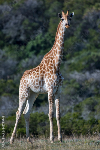 Northern giraffe photographed in South Africa. Picture made in 2019.