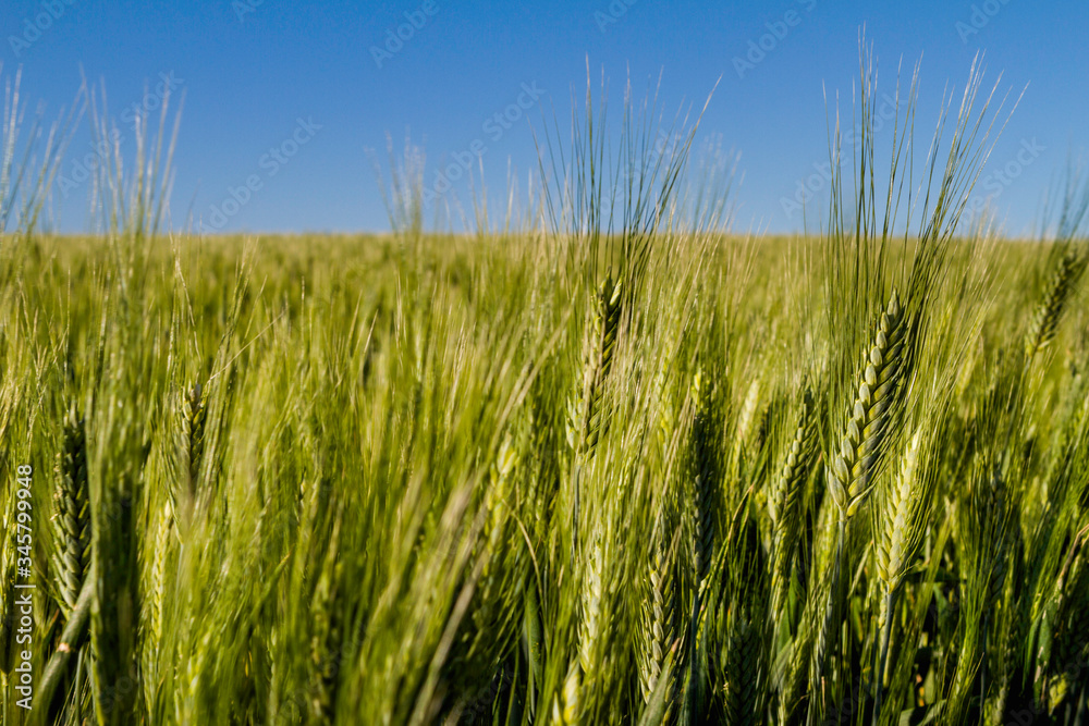 green ear of wheat growing with blue sky green ear of wheat growing with blue sky