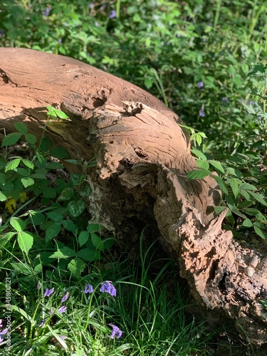 Wallpaper Mural tree in the garden Torontodigital.ca