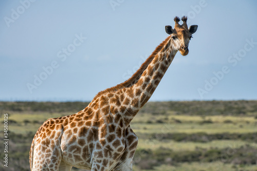 Northern giraffe photographed in South Africa. Picture made in 2019. © Leonardo