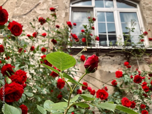 red flowers in the garden