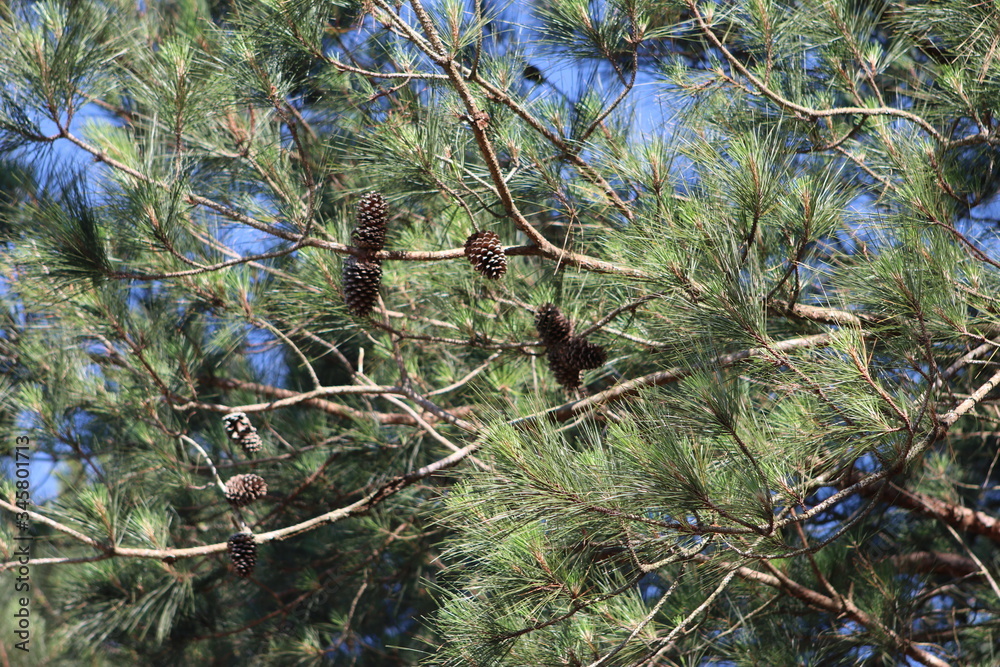 Fototapeta premium pine tree branches