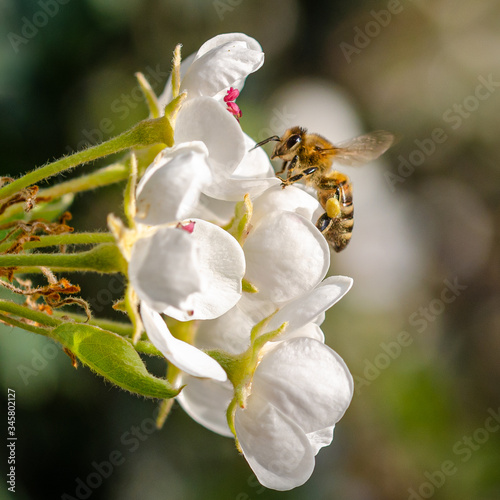 bee on a spring blossom pear-tree