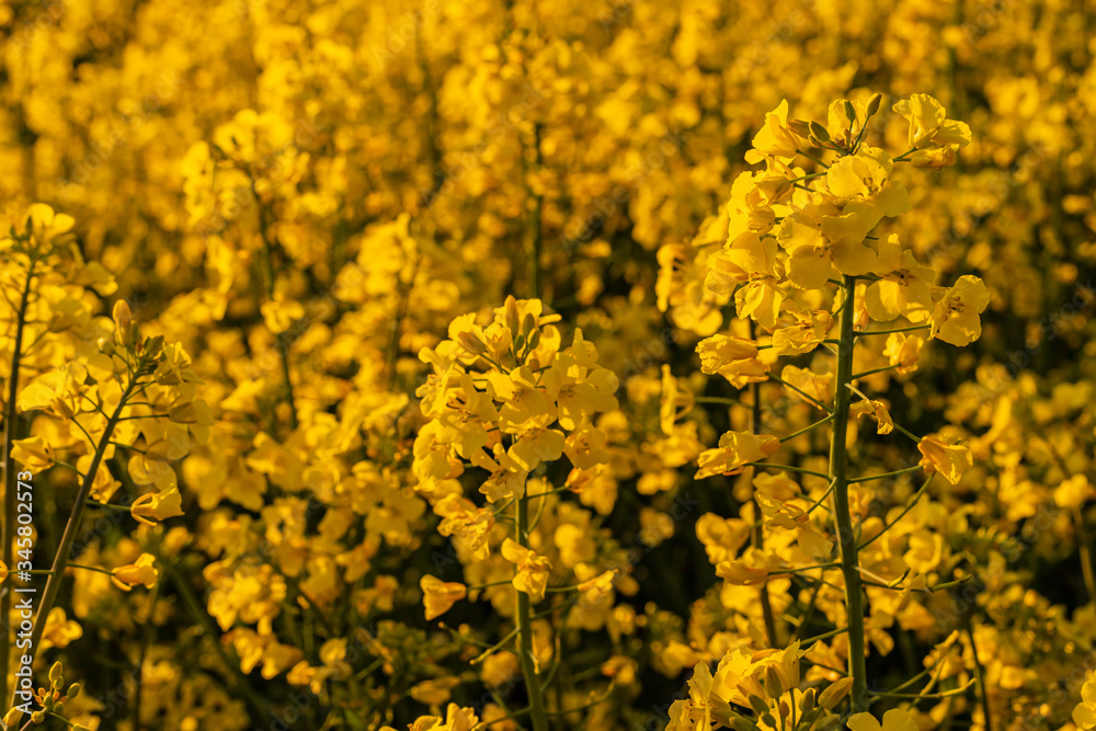 Yellow field of rapeseed in the evening