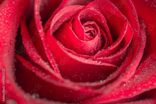 Close up of a red rose with water droplets