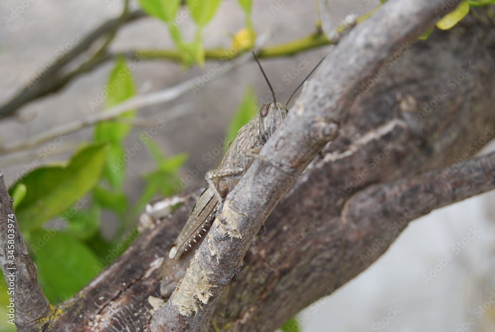 Migratory Locust in Spanish Tree Migratory Locust in Spanish Tree