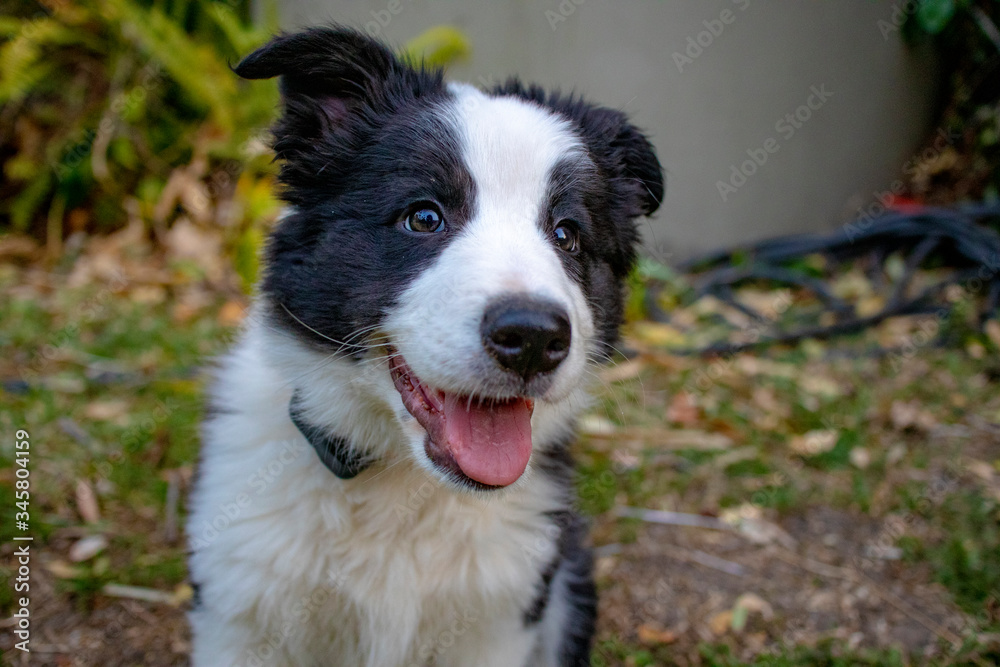 Cute smiling puppy