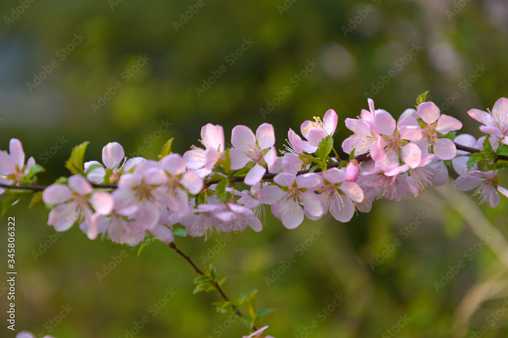 In full bloom in the peach blossom In full bloom in the peach blossom