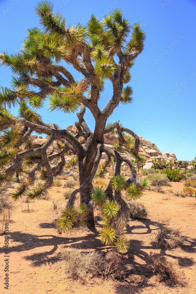 Tree of Joshua Tree, Joshua Tree National Park, California Tree of Joshua Tree, Joshua Tree National Park, California