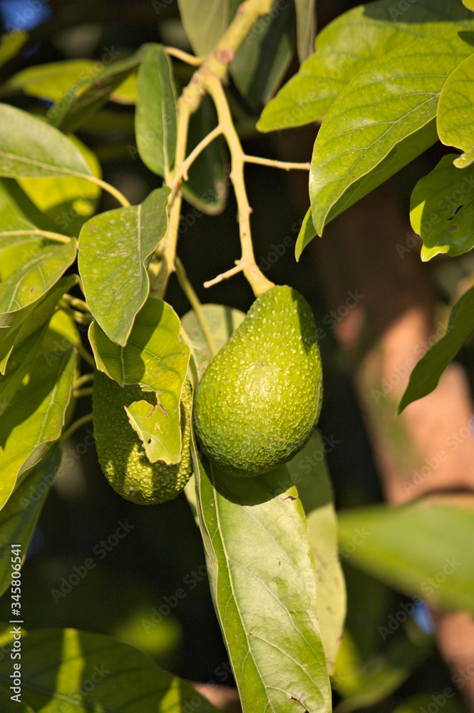Close-up of some avocados hanging on their tree Close-up of some avocados hanging on their tree