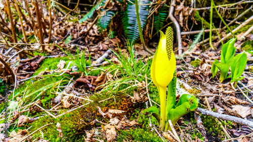 The Yellow Flower of the Western Skunk Cabbage in the Upper Squamish Valley in British Columbia, Canada photo