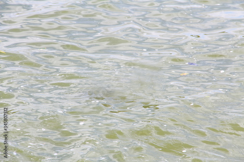 agua, vida