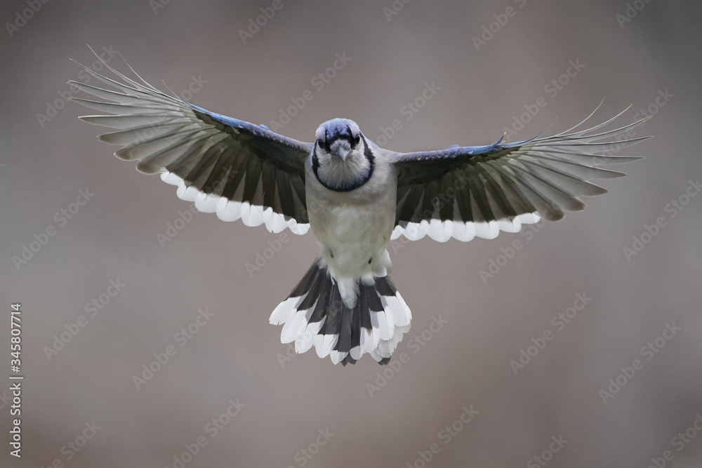 Obraz premium Blue Jay in fight towards deck