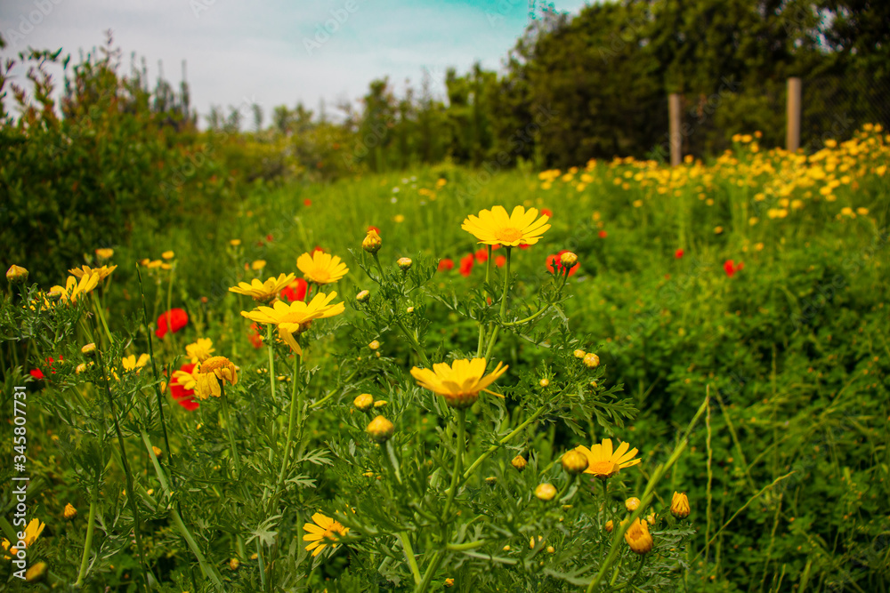 fleur Anthemis & Coquelicot printemps