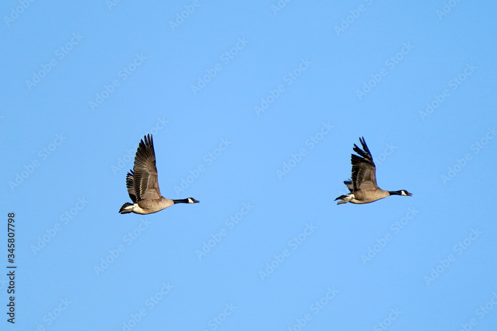 Obraz premium Canada Geese swimming or flying or landing on water