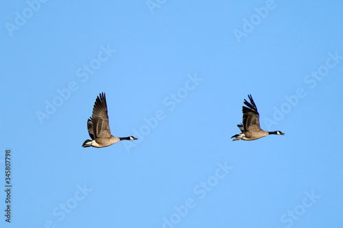 Canada Geese swimming or flying or landing on water