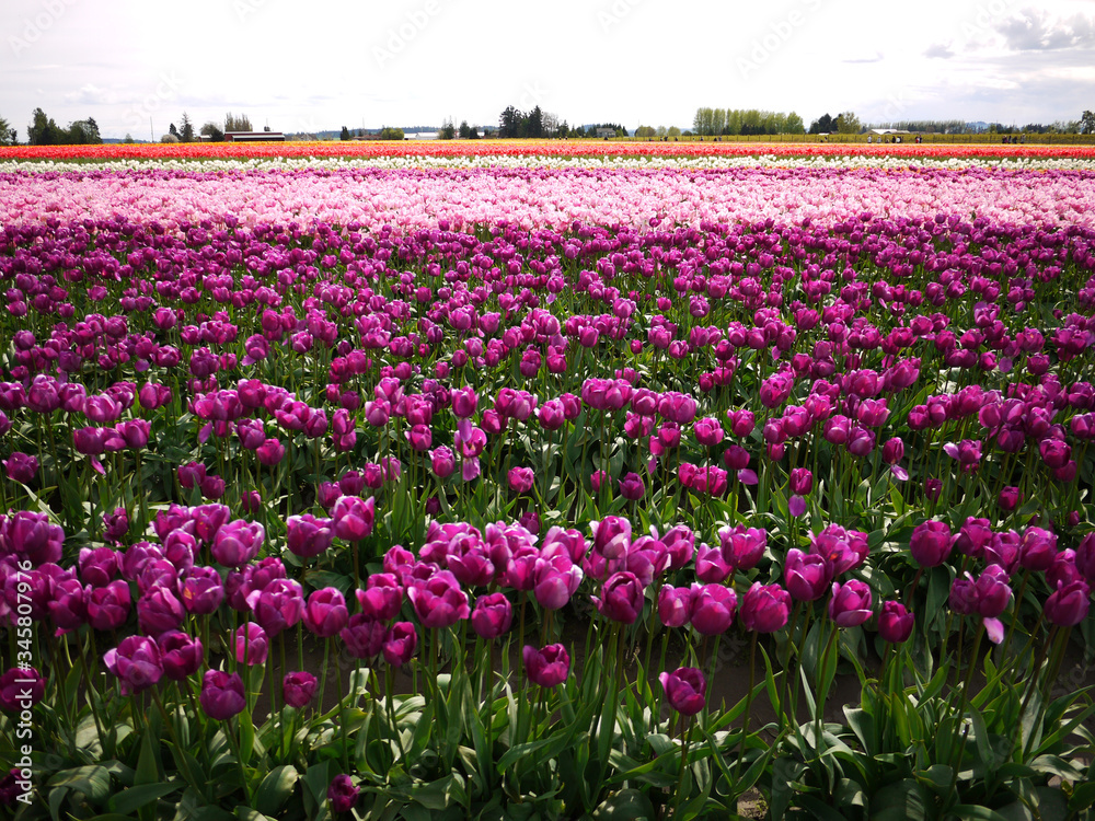 The Skagit Valley Tulip Festival is a Tulip festival in the Skagit Valley of Washington state, United States.