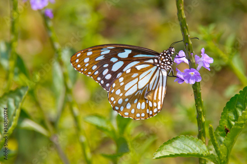 butterfly on flower © vidarshana