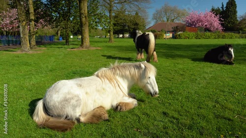 Gypsy horses grazing in the park on a green meadow in sunny day, closeup, 4K