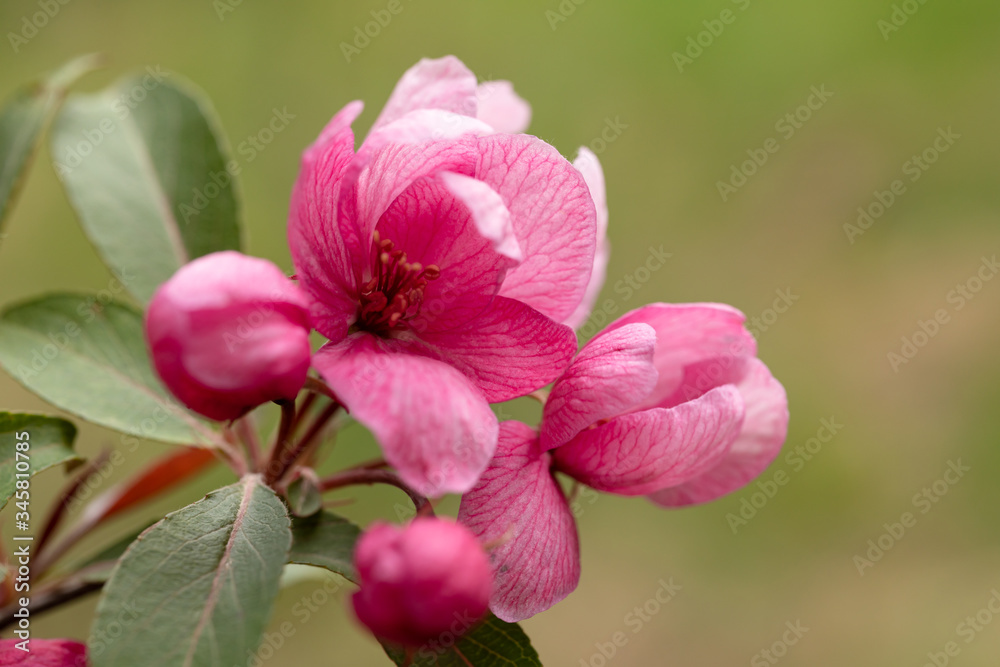 Fototapeta premium Branches of blossoming pink tree of apple or sakura close-up. Selective focus. Close-up