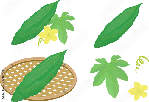 An illustration set of bitter melon with flowers and leaves.