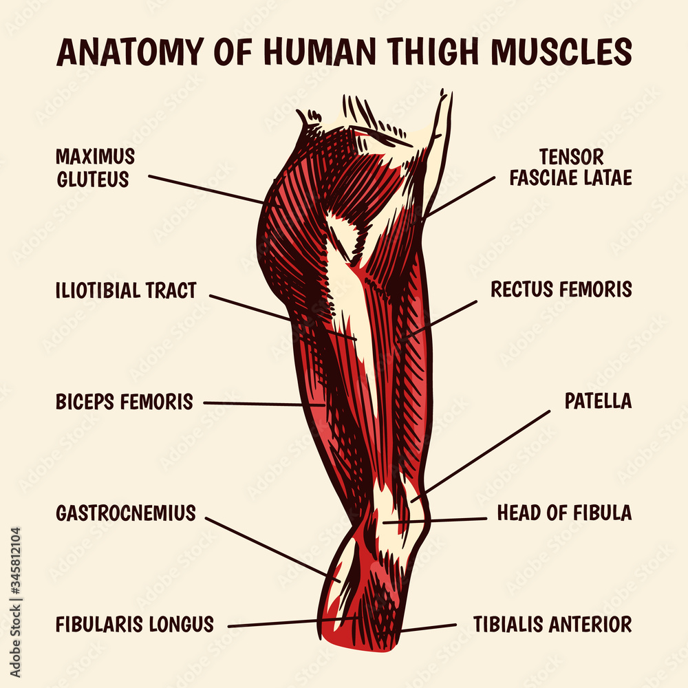Anatomy Of Human Thigh Muscles In Vintage Style Hand Drawn Engraved 
