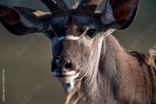 kudu photographed in South Africa. Picture made in 2019.