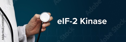 eIF-2 Kinase. Doctor in smock holds stethoscope. The term eIF-2 Kinase is next to it. Symbol of medicine, illness, health photo