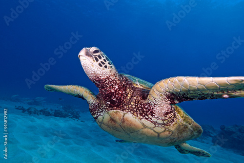 Hawaii Sea Turtle swimming underwater